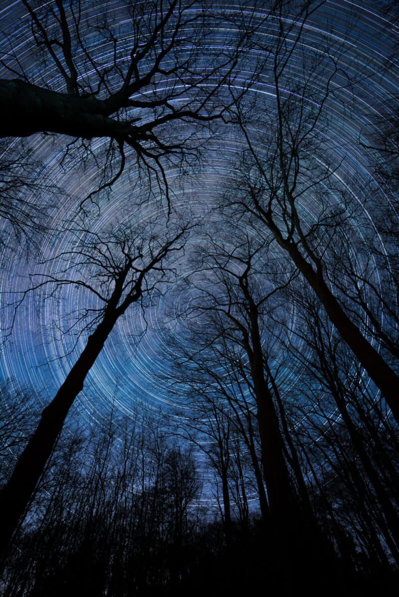 Stars Brush, Beechwoods Nature Reserve, Cambridge, England (Image Credit: Joao Yordanov Serralheiro)