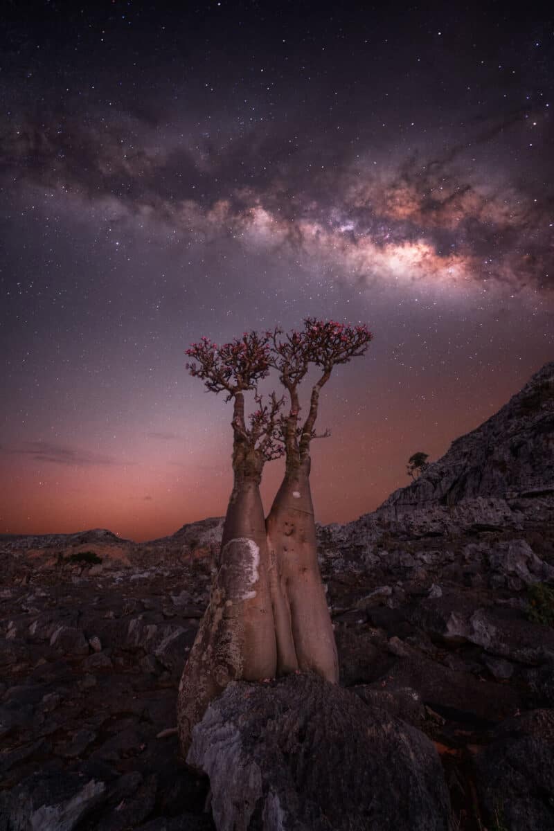 Socotra Bottle Tree (Image Credit: Rositsa Dimitrova)
