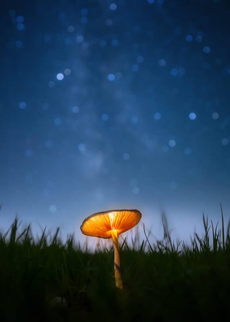 Glowin in the night (Image Credit: Felix Heisig)