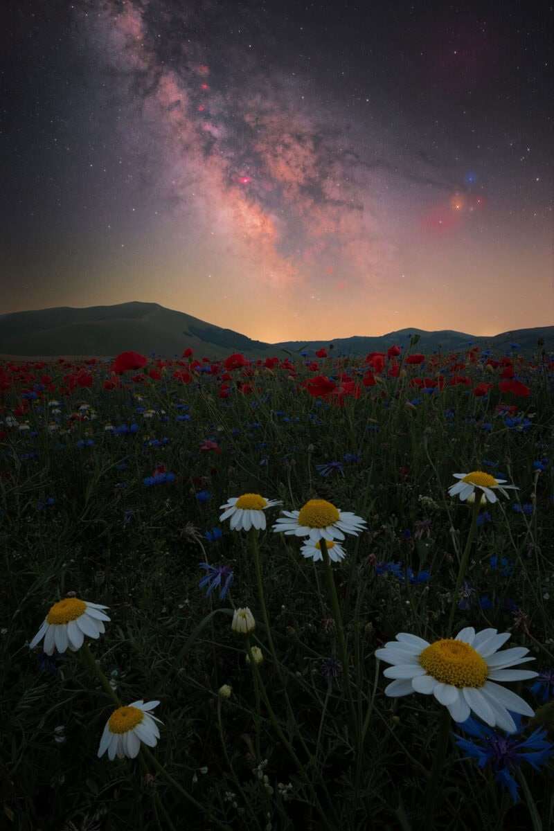 Night in Daisyland - Luca Gallucci